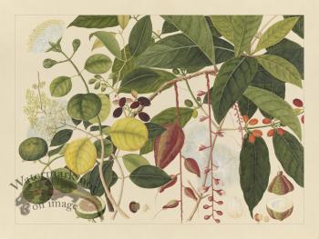 Andalas Botanicals 03